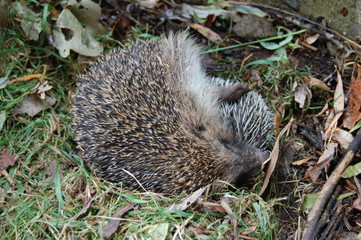 Hérisson