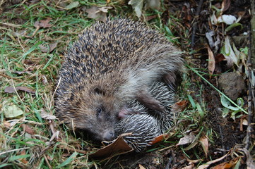 Hérisson