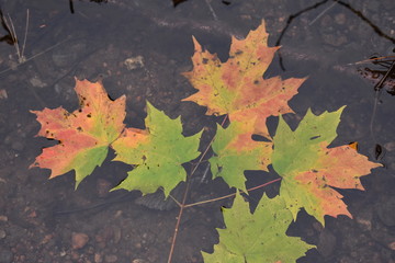 maple leaves