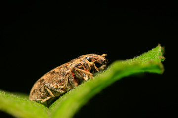 weevil on plant