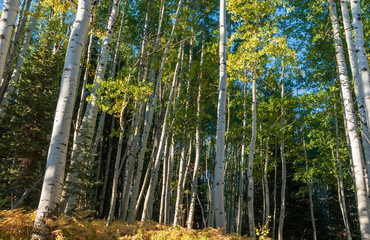 Fototapeta premium Aspen trees in a forest along Kebler Pass in Colorado