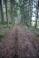 Schwarzwald im Herbst