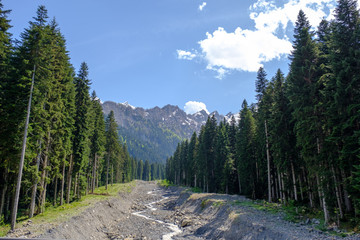 Obraz premium Narrow stream or creek flowing from caucasus mountains between pine tree forest. Scenic view. Georgia country, Racha region.