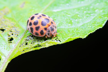 Epilachna vigintioctopunctata on plant