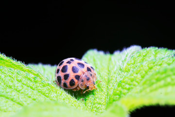 Epilachna vigintioctopunctata on plant