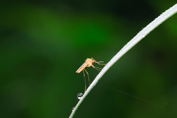 mosquitoes on plant