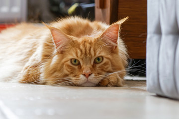Chat Maine Coon en gros plan