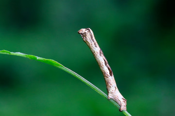 Geometridae on plant
