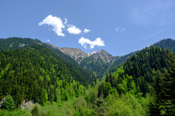Mountain summer landscape, meadow with pine trees among the green grass, the snow lie on peak of mountain range. Scenic view. Georgia country, Racha region.