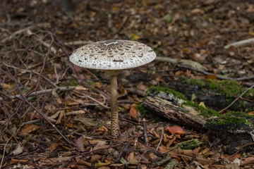 Big white mushroom in forest
