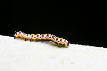 Cucullia fraterna on green leaf