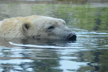 Polar bear swimming in the water