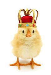 Cute chick king or queen monarch costumed with golden crown