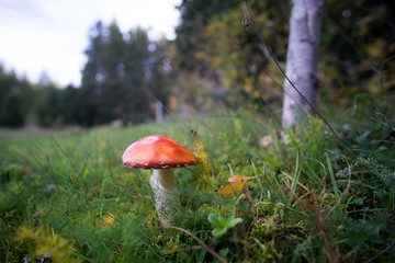 Schwarzwald im Herbst