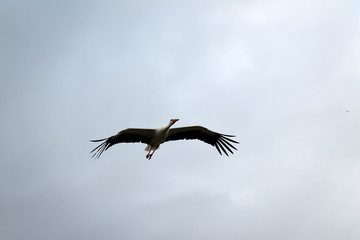 Cigogne Blanche en vol
