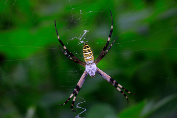 Argiope bruennichi larvae
