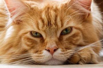 Chat Maine Coon en gros plan