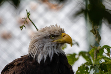 Large eagle in the zoo