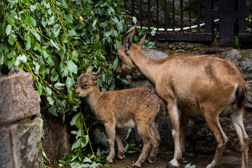 Naklejka na ściany i meble Mountain goats in the zoo
