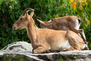 Mountain goats in the zoo