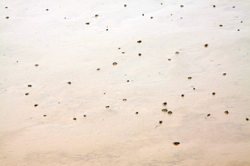 crab in tidal flats