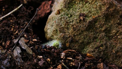Raupe des Buchen-Streckfußes (Calliteara pudibunda)