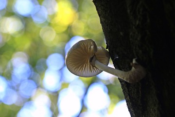 Buchen-Schleimrüblinge (Oudemansiella mucida) von unten