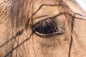 Das Auge des Wildpferds © antje.rotpunkt