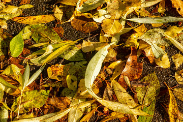 Texture of fallen leaves of different tree species on the ground.