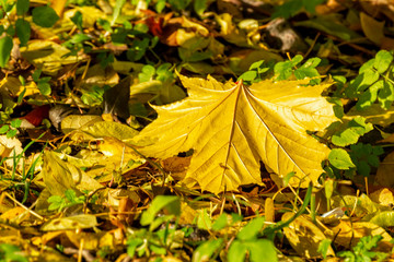 Texture of fallen leaves of different tree species on the ground.