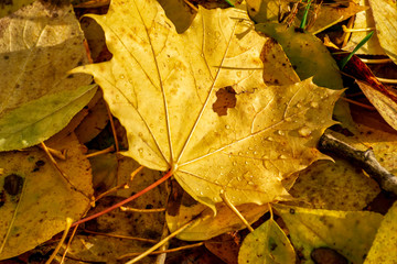 Texture of fallen leaves of different tree species on the ground.