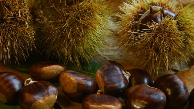 sweet chestnuts with curly on green chestnut tree leaves, wheel on wood. Typical autumnal fresh fruit rotates on wooden background, close-up of forest crop. 4K UHD Video.