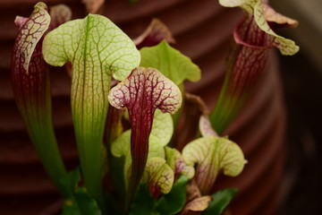 kapturnica- roślina owadożerna