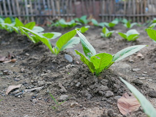 Young tobacco growing on the ground in a backyard - homegrown tobacco