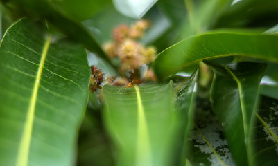 Red ant on mango leaf in tree