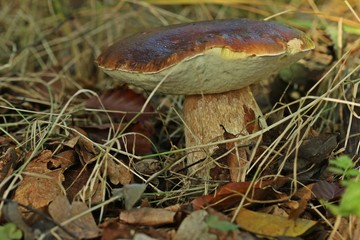 Gemeiner Steinpilz (Boletus edulis)