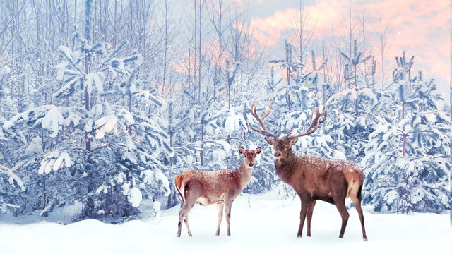 Family of noble deer in a snowy winter forest at sunset. Christmas fantasy image in blue, pink  and white color. Snowing.