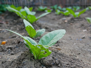 Young tobacco growing on the ground in a backyard - homegrown tobacco