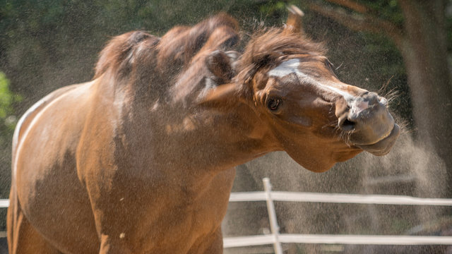 Pferd sch&uuml;ttelt sich nach Sandbad