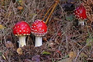  Fliegenpilze (Amanita muscaria)