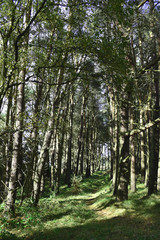 Pathway/trail through Tentsmuir Forest, part of Fife Coastal Path, Scotland