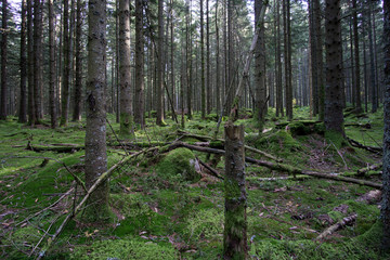 Schwarzwald im Herbst