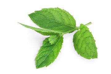 fresh mint leaves isolated on white background