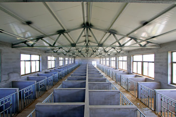 calves breeding room in a farm