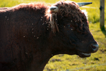 red dexter cattle bull with many annoying flies looking into camera, portrait of bull of red dexter cattle