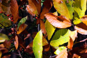 Yellow, orange and green leafs. Autumn color leafs background