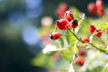 Rosehip. Wild dog rose stem and green leaves on blue background