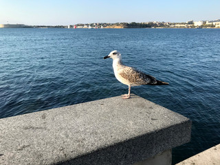white bird seagull sits on a background of the sea