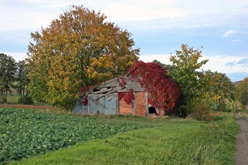 Verfallene Feldscheune mit roter Selbstkletternder Jungfernrebe (Parthenocissus quinquefolia) im Herbst