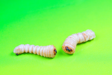 Monochamus alternatus larvae